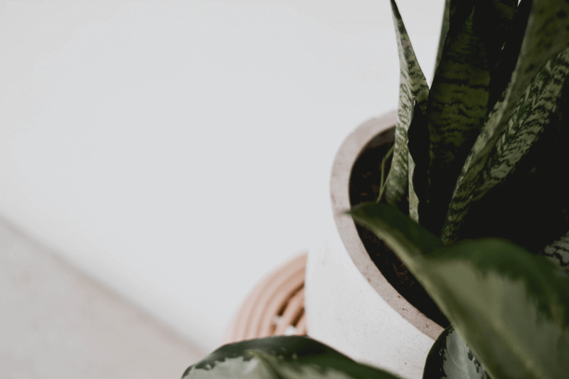 Plant in white pot on villa table.