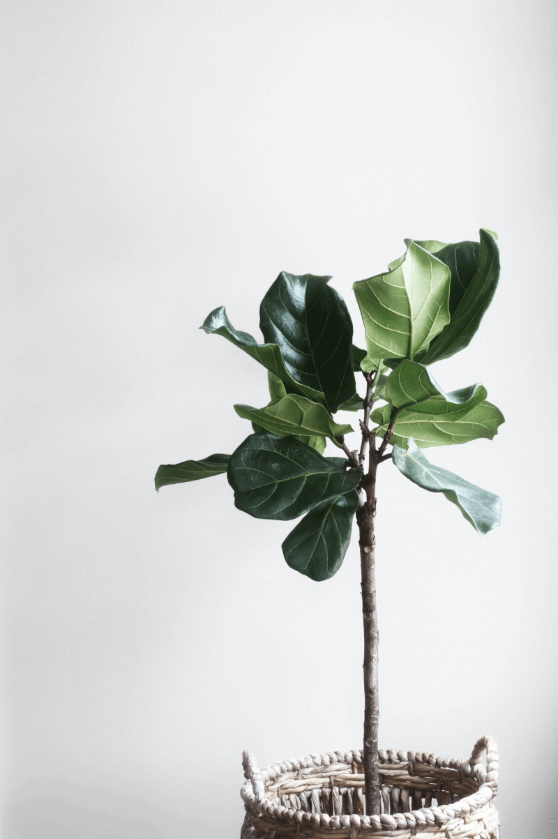 Plant in woven basket decor.