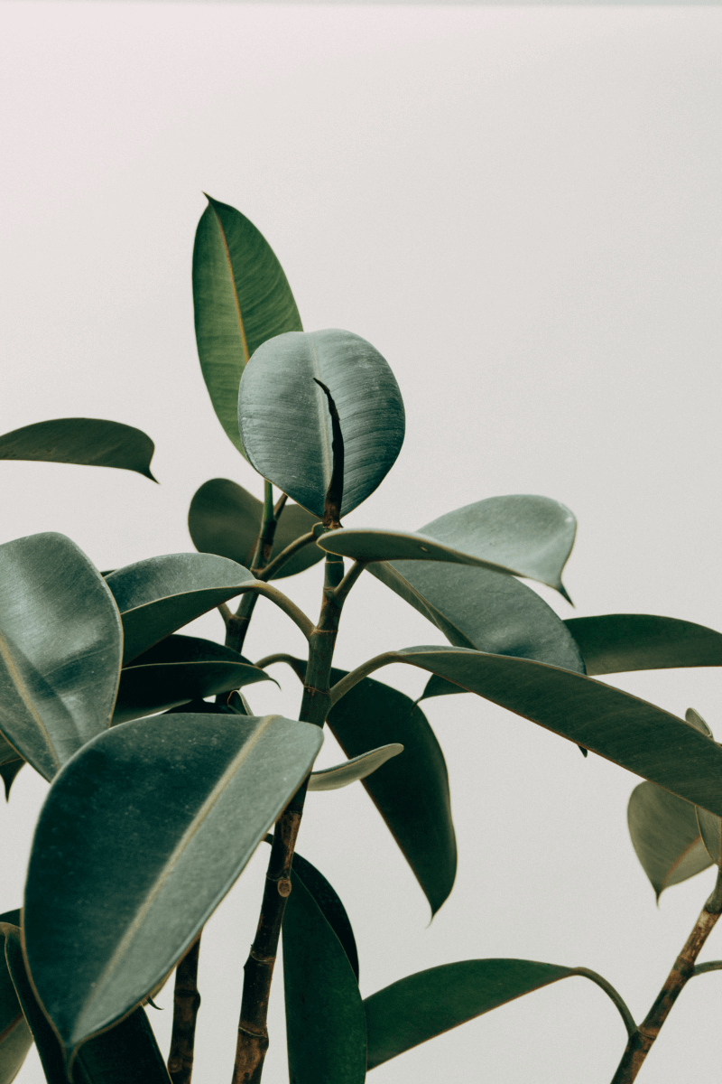 Lush green plant leaves at the Bali Villa.